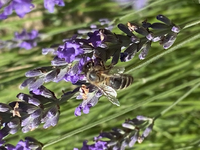 Abeille lavande