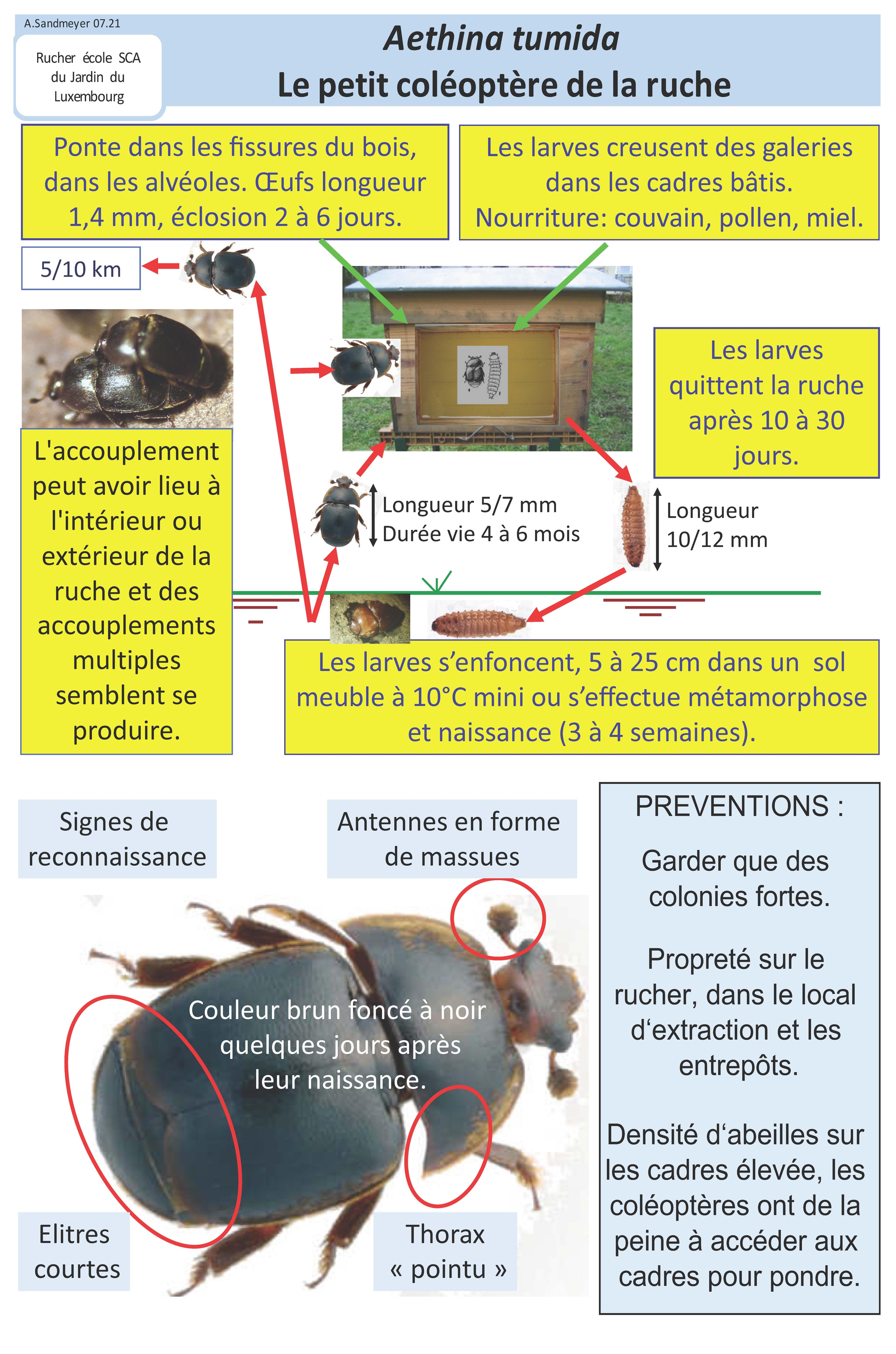 biologie aethina tumida