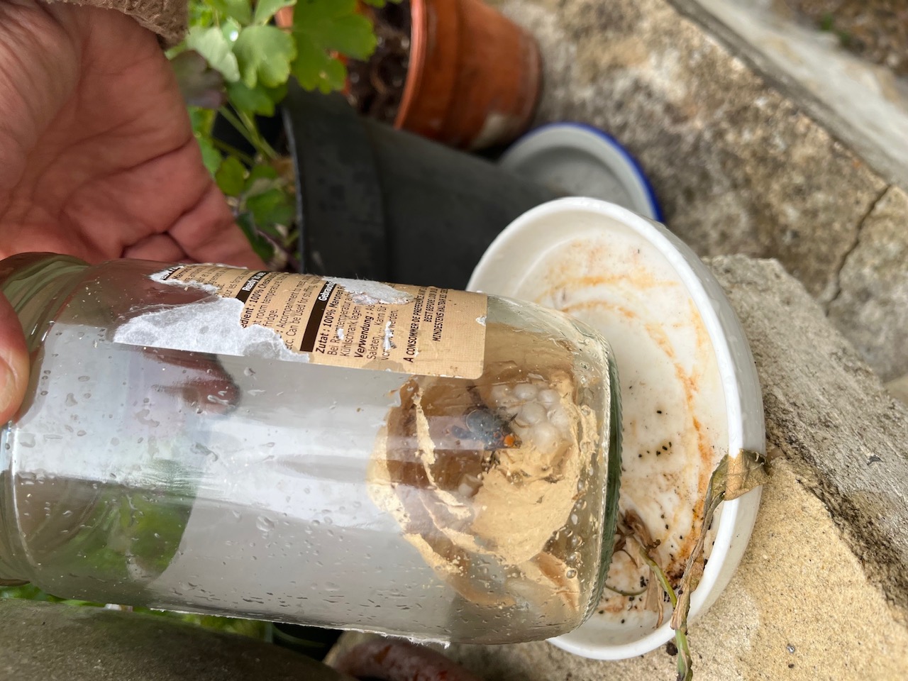 fondatrice nid primaire 1er elevage